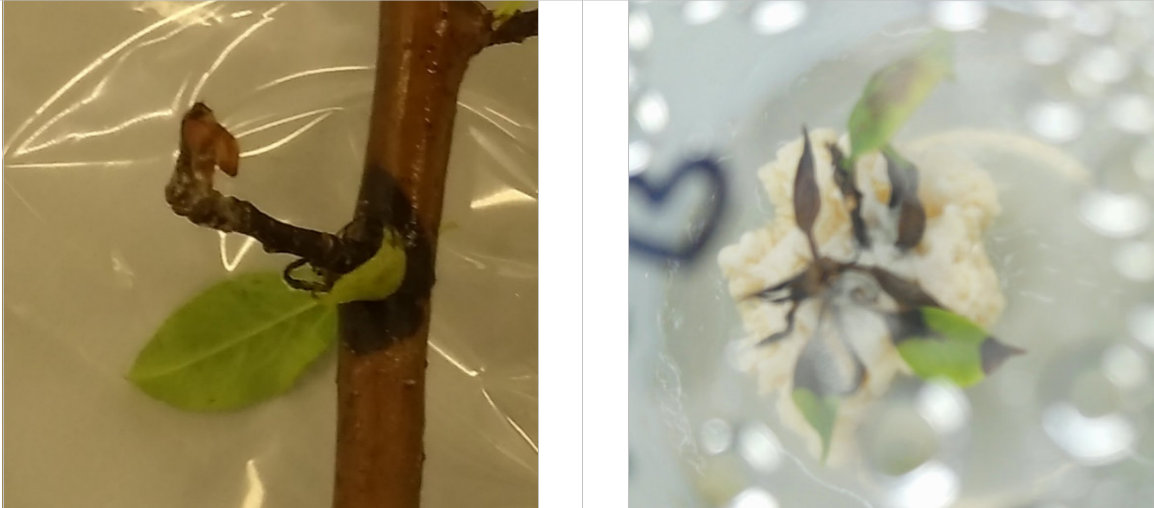 Two photographs showing necrosis on Pyrus cordata