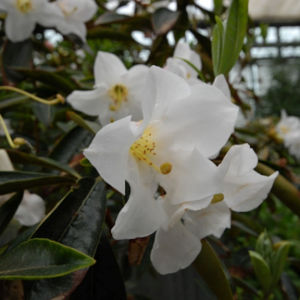 A photo of Rhododendron maddenii in bloom