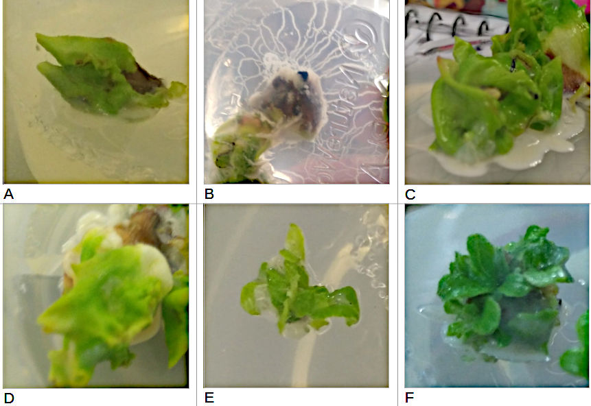 Six photographs showing various stages of development during the micropropagation of Rhododendron