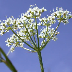 A wild English Umbellifer